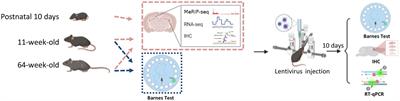 N6-methyladenosine participates in mouse hippocampus neurodegeneration via PD-1/PD-L1 pathway